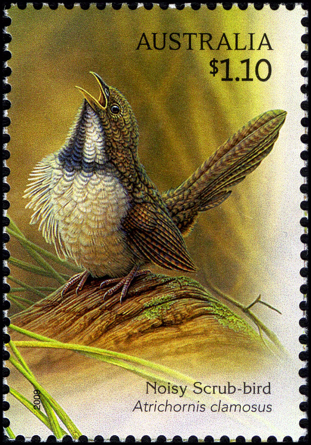 Noisy Scrub-bird stamp