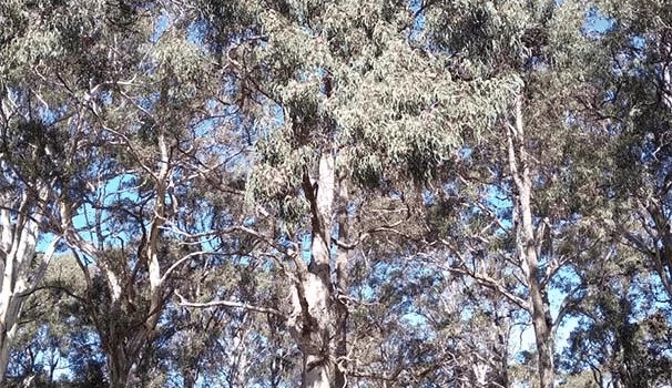 The benefits of prescribed burning biodiversity [AU]