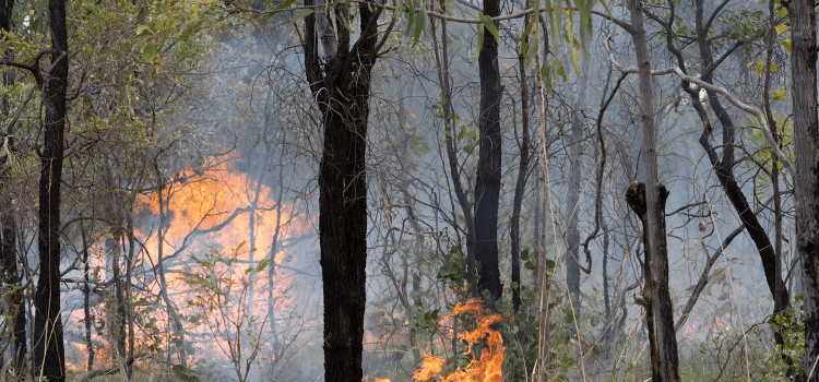 Sixty Years of Data Show Prescribed Burning Cuts Wildfire Losses Sixty Years of Data Show Prescribed Burning Cuts Wildfire Losses
